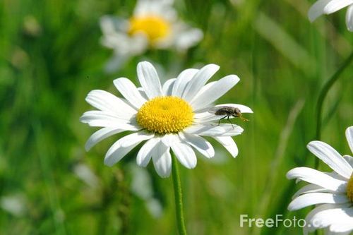 15_05_16---Daisy_web