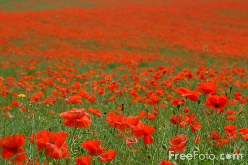 12_14_7---Poppies_web